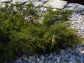 Juniperus pfitzeriana Old Gold IMG_0273 Jałowiec Pfitzera